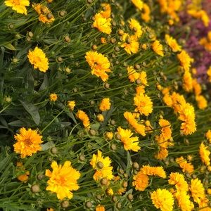 Meet your Posher, Destinee